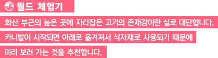 [월드 체험기]화산 부근의 높은 곳에 자리잡은 고기의 존재감이란 실로 대단합니다. 카니발이 시작되면 아래로 옮겨져서 식자재로 사용되기 때문에 미리 보러 가는 것을 추천합니다.