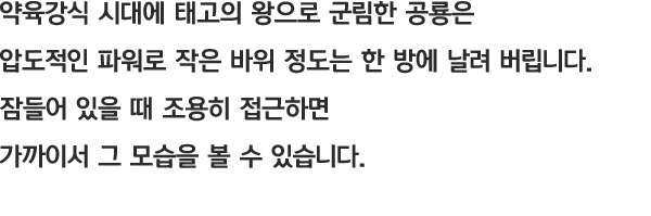 약육강식 시대에 태고의 왕으로 군림한 공룡은 압도적인 파워로 작은 바위 정도는 한 방에 날려 버립니다. 잠들어 있을 때 조용히 접근하면 가까이서 그 모습을 볼 수 있습니다.