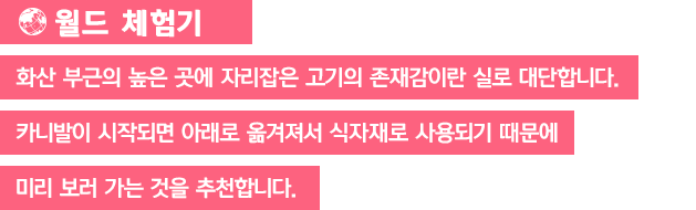 [월드 체험기]화산 부근의 높은 곳에 자리잡은 고기의 존재감이란 실로 대단합니다. 카니발이 시작되면 아래로 옮겨져서 식자재로 사용되기 때문에 미리 보러 가는 것을 추천합니다.