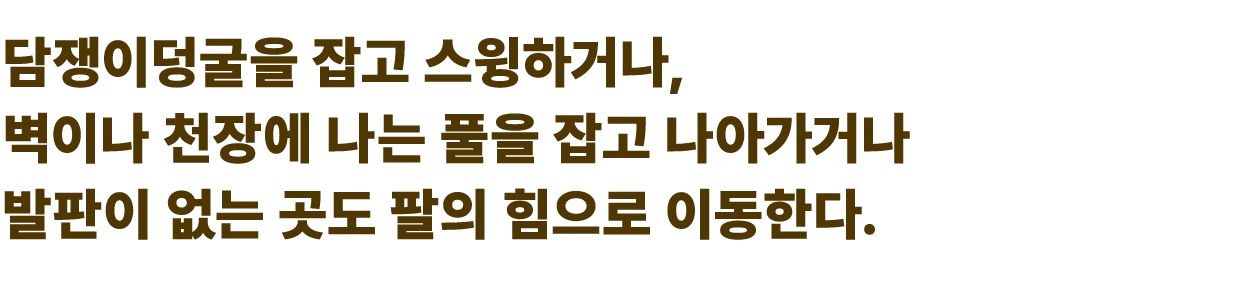 담쟁이덩굴을 잡고 스윙하거나, 벽이나 천장에 나는 풀을 잡고 나아가거나 발판이 없는 곳도 팔의 힘으로 이동한다.